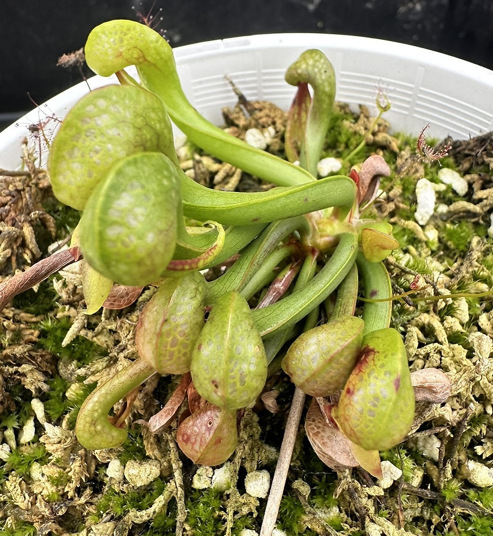 Thumbnail: Darlingtonia californica $40