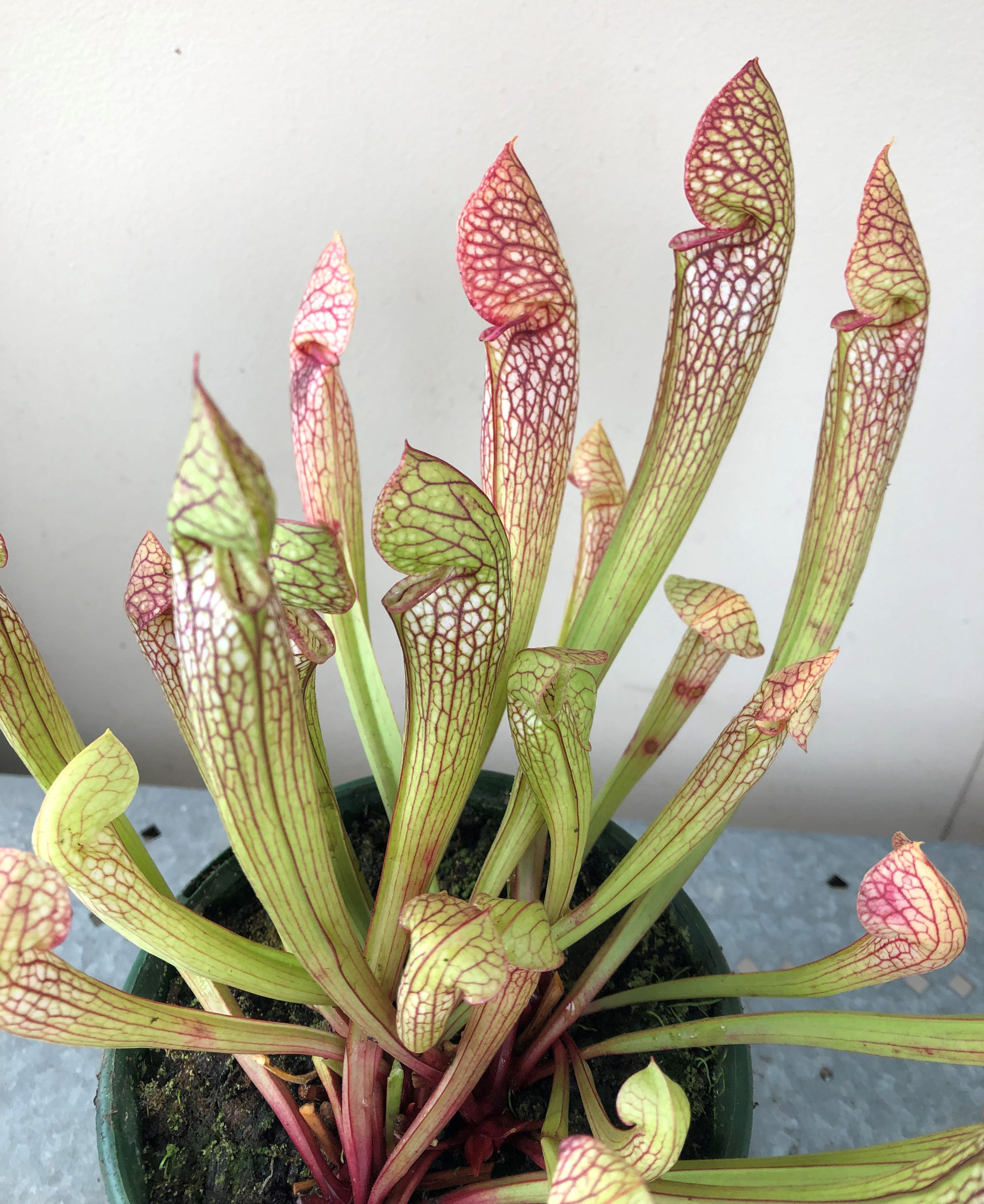 Sarracenia x wrigleyana (S7A)