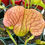 Thumbnail: Sarracenia x wrigleyana f. red wide mouth (S7A)