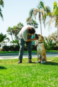 Board & Train (2 Week Program) ON SALE