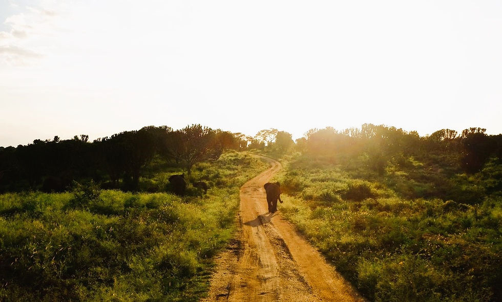 A young elephant walks a verdant footpath in Murchison Falls National Park, Uganda, showcasing the vibrant wildlife of East African tourism. Photo credit: Gone Wild Safaris.