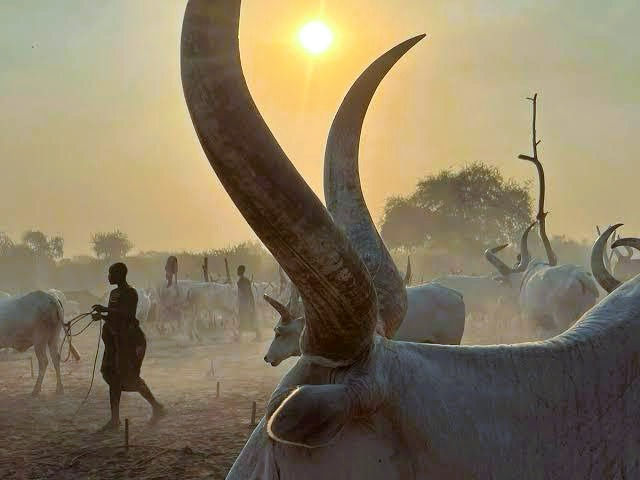 Herders in Terekeka, South Sudan, manage Ankole-Watusi cattle with distinctive massive horns, highlighting the cultural richness of East African tourism. Photo credit: South Sudan Tourism Board.