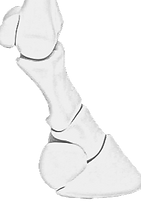 Bones_edited-1-2_edited_edited_edited_edited_edited.png