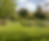 garden landscape.png