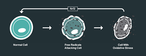 nrf2-effects-on-cells-768x298 (1).png