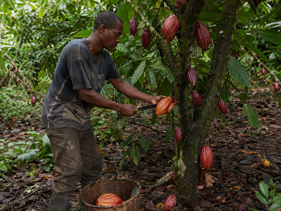 Cocoa farmer harvesting cacao pods in a remote tropical growing region