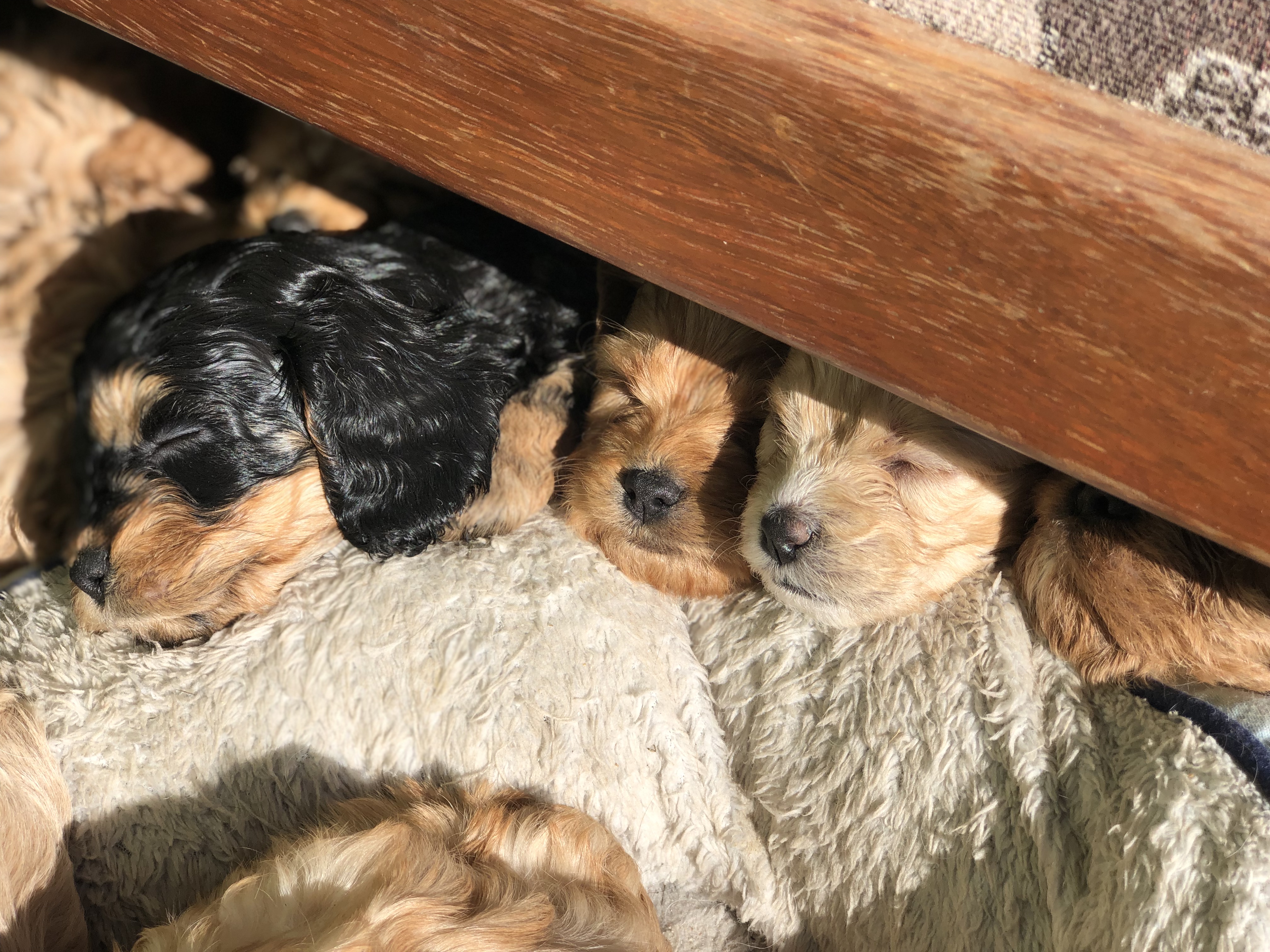 Cavoodles & Spoodles Peppertree Lane Cavoodles & Spoodles