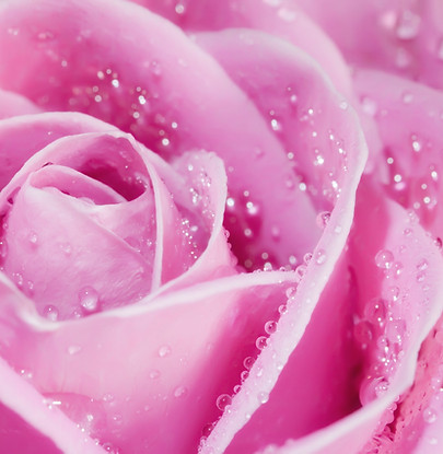 rose_12J_edited.jpg