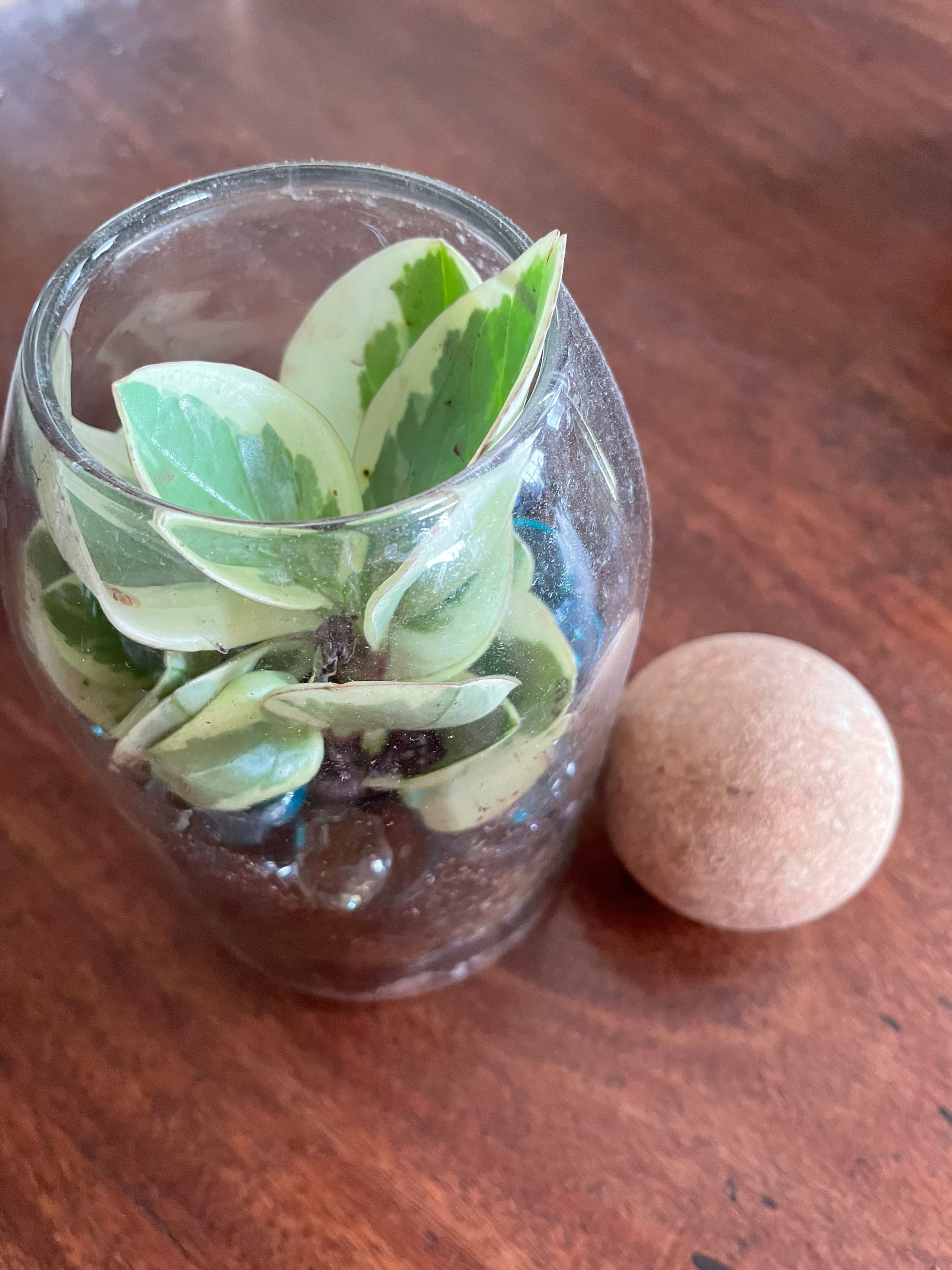 Peperomia open terrarium