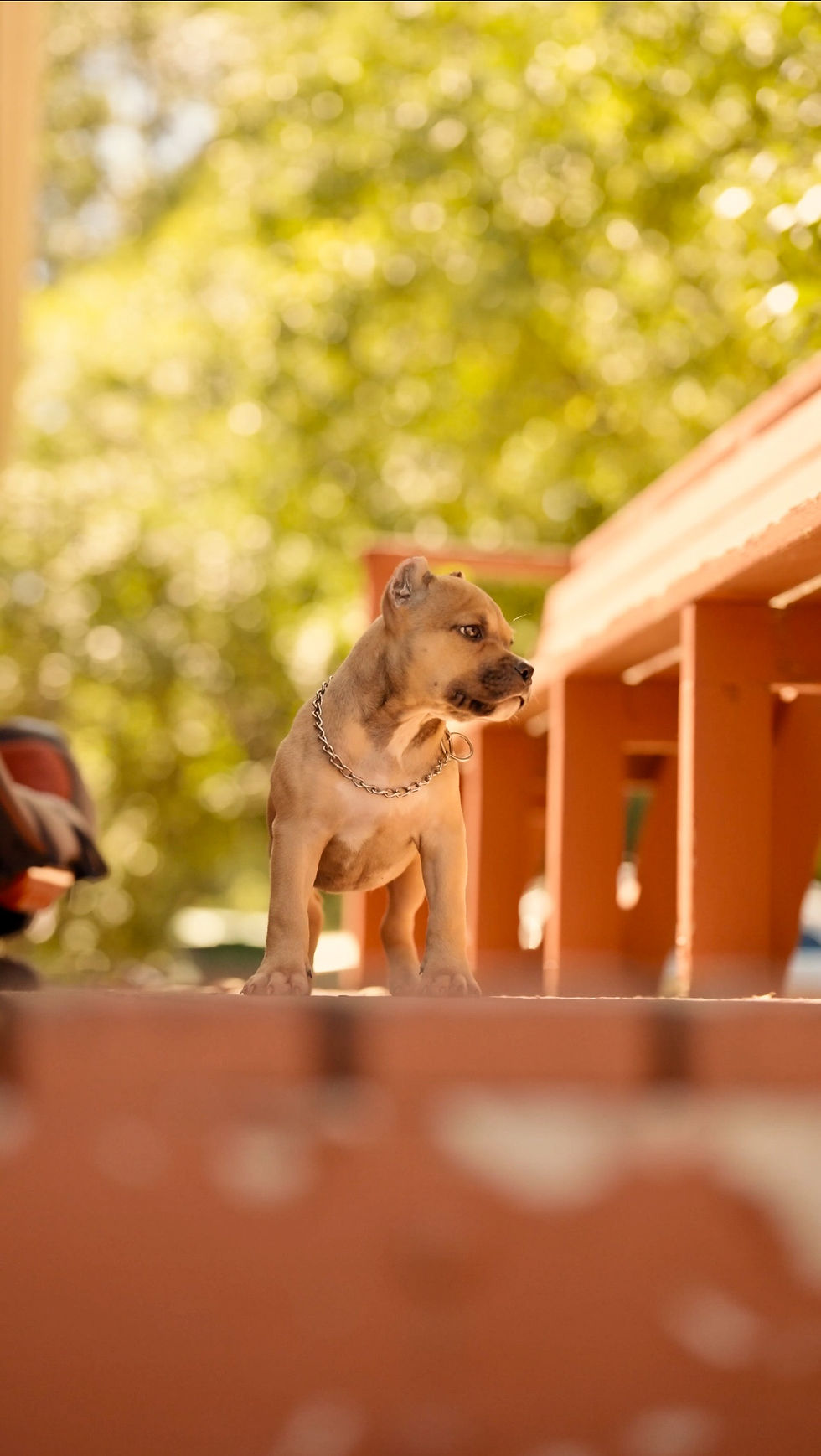 Thumbnail: American Bully Puppy - Tempura, ABKC Female, Cropped Ears.