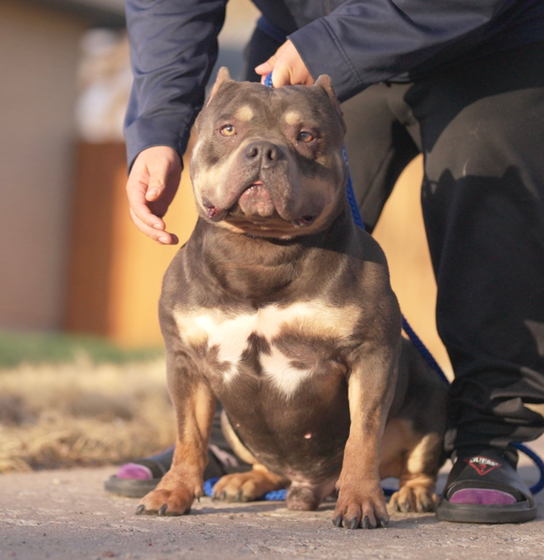 American Bully Stud Services - Midas, ABKC & UKC.