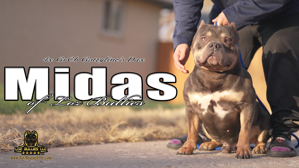 Thumbnail: American Bully Stud Services -  Midas, ABKC & UKC.