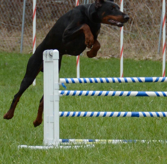 GOLITH VOM FEVERHAUS feverhaus