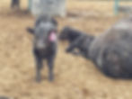 OCC Alpha heifer calf