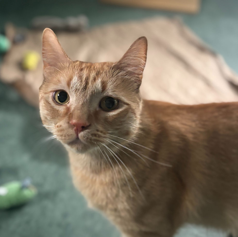 Nelson1_edited