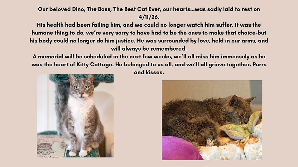 Our beloved Dino, The Boss, The Best Cat Ever, our hearts…was sadly laid to rest yesterday