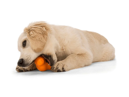 How to Choose the Best Dog Accessories Online in Melbourne