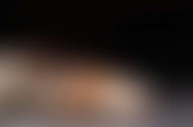 Effective Dead Animal and Bat Removal Services by Outback Zack