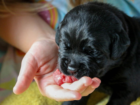 Schwarze Hamster mit Milchbart …