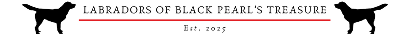 Labradors of Black Pearl's Treasure