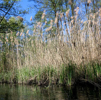 Ufervegetation mit Schilf im Spreewald
