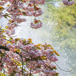 Kirschblüten vor einer Wasserfontäne im Keukenhof