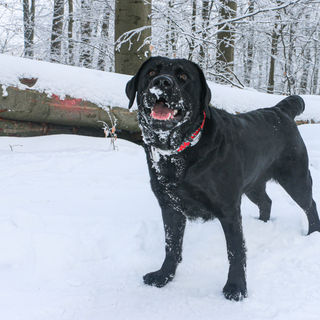 Zuchthündin Pearly-Sue vom Barkendiek – Impressionen unserer Labrador-Zucht im Schnee.