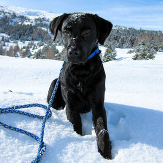 In liebevoller Erinnerung: Caesar von Good Choice of Oldendorf (Baxter) als Junghund im Schnee.