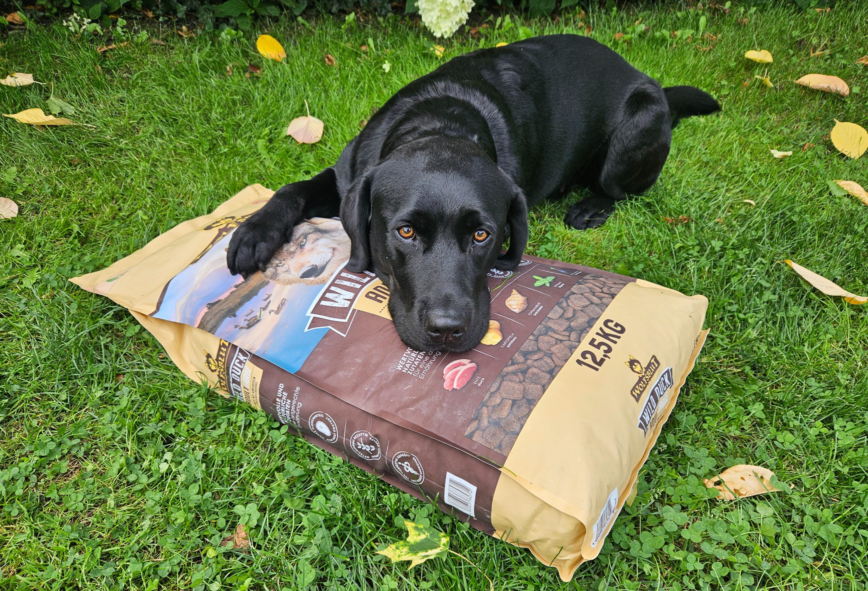 Labrador Pearly-Sue vom Barkendiek mit Futtersack Wolfsblut Wild Duck