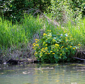 Frühlingsblumen am Ufer eines Fließes im Spreewald