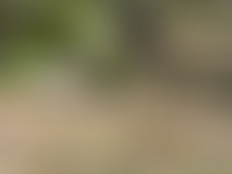 Happy National Wildflower Week, May 5-11, 2024