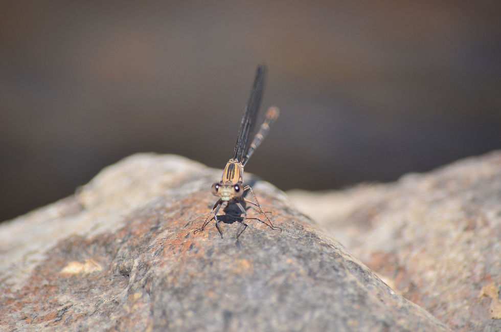Dragonfly near Kern River's Edge