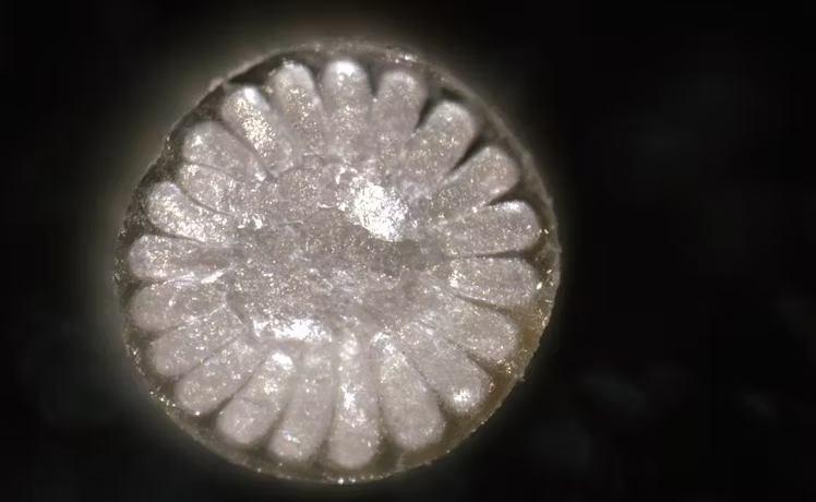 A cross section of a hedgehog spine showing internal 'square honeycomb' structure (Hedgemon)