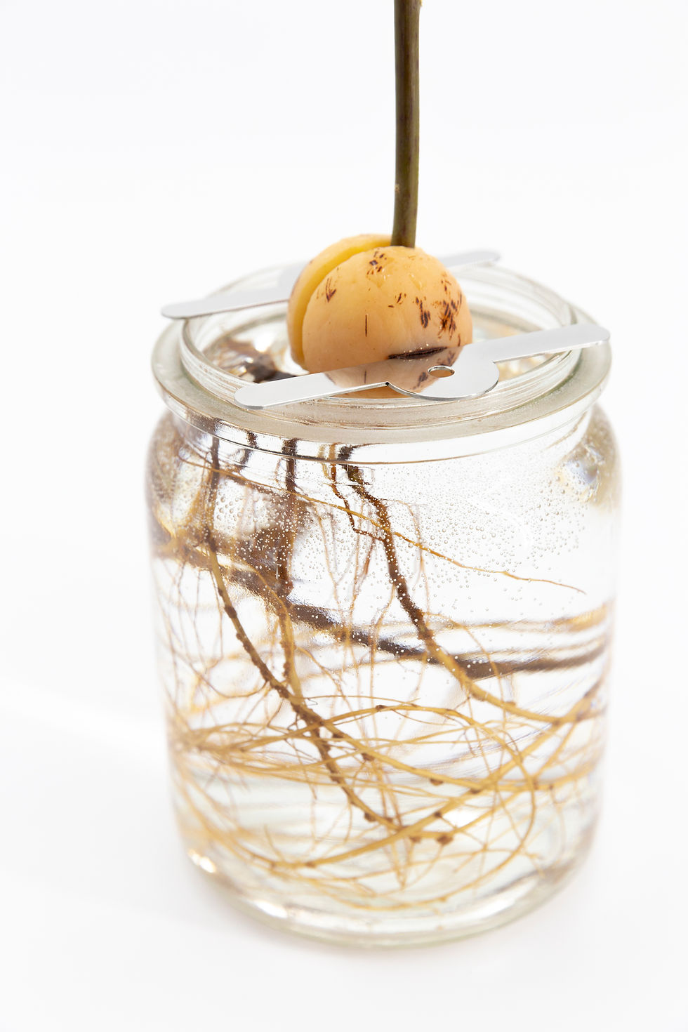 Bijoux pour faire germer un noyau d'avocat sur un contenant