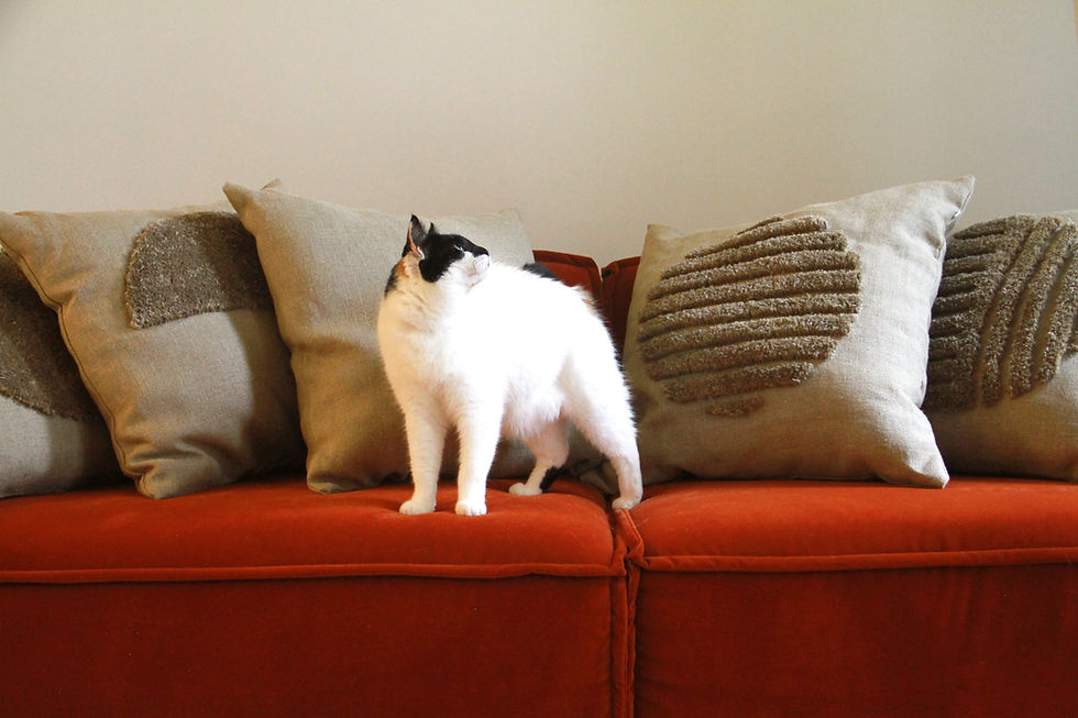 Un chat avec en arrière plan, une gamme de coussin tufté en lin