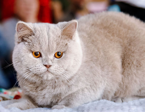 WPCC Show 27 September 2025-3015_edited.jpg