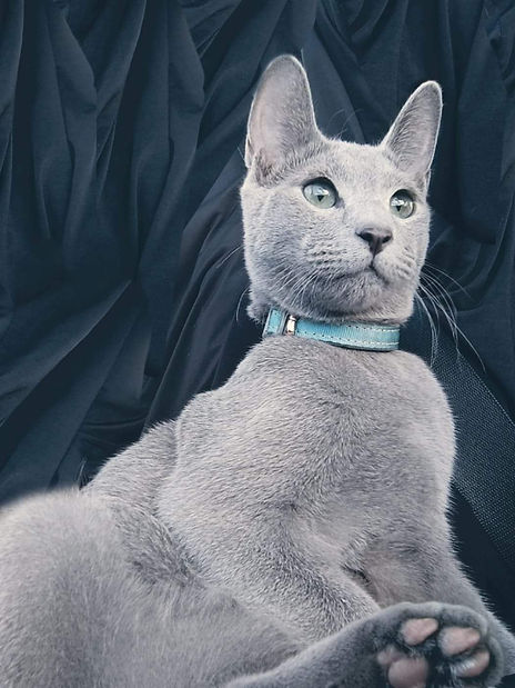 cat of day & kitten of day.jpg