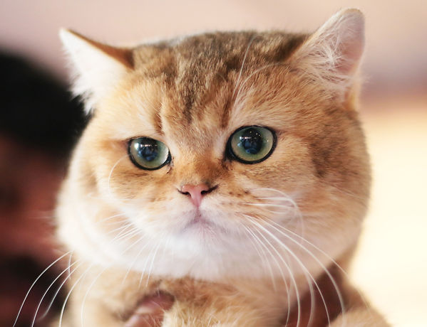 Cat of the Day, Runner up Shorthair kitten, Best Overall Kitten - Igor.JPG