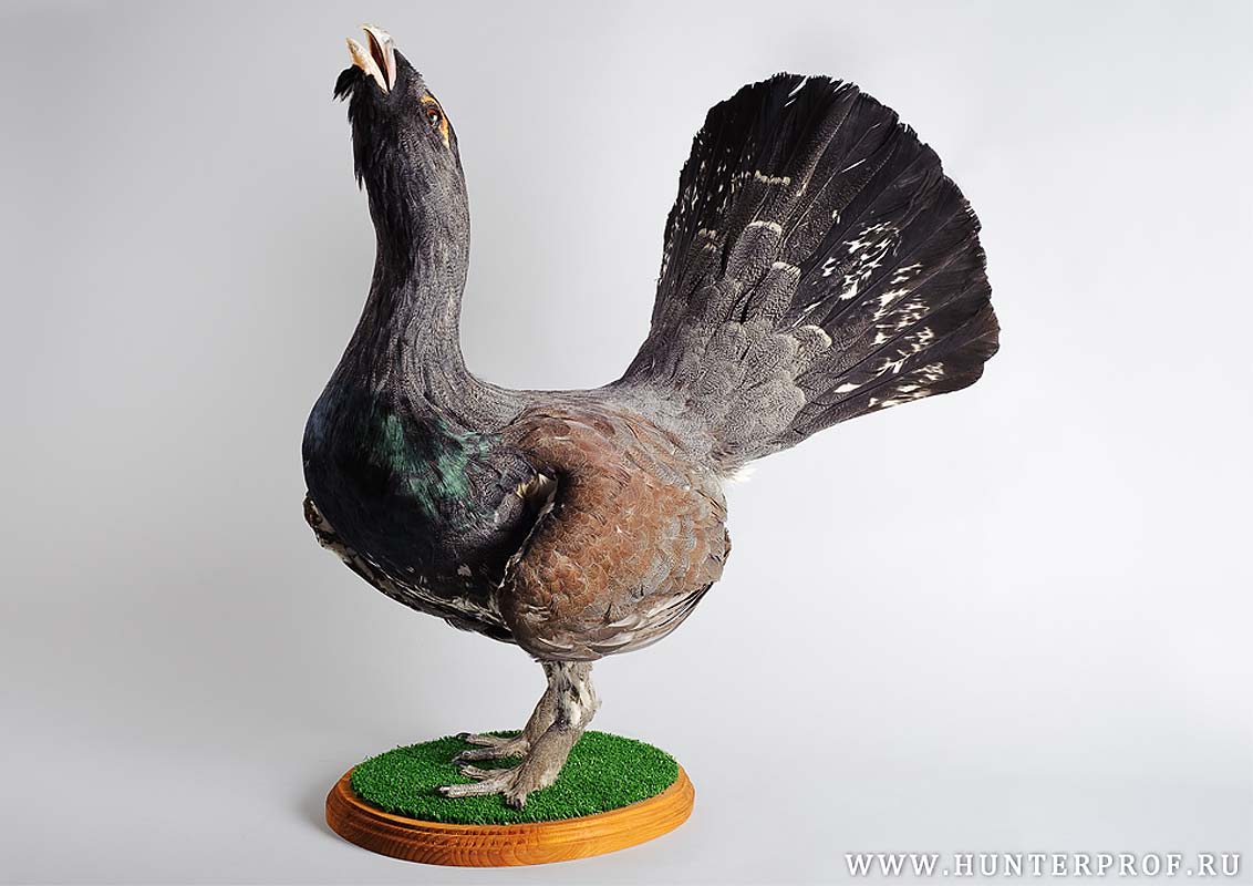 Как называется чучело птицы. Дэниел херст чучела птицы. Чучело птицы. Таксидермическое чучело птицы утка. Чучела птиц в зоологических музеях (графика).