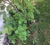 cuban oregano2.jpg