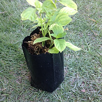 lemon basil.jpg