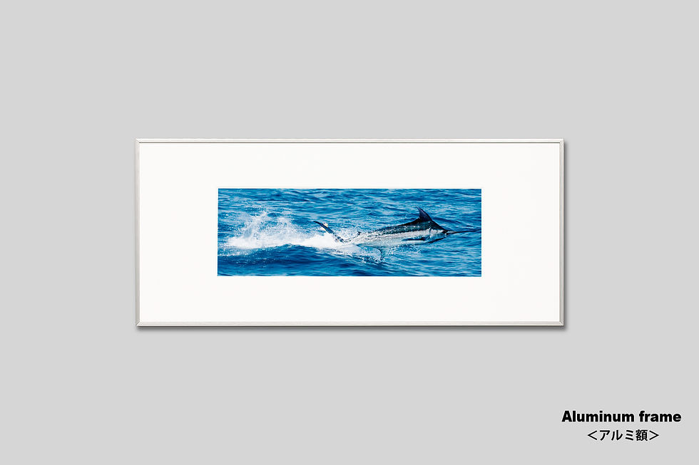サムネイル： カジキ,ジャンプ,写真,横長,アートフレーム,壁掛け,インテリア,海,魚,風景,自然,釣り,インテリアフォト,アート,額入り,額装,オリジナルプリント,フォトフレーム,壁飾り,装飾,ウォールアート