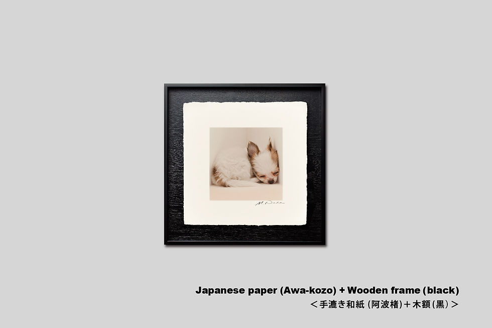サムネイル： 手漉き和紙,写真,犬,仔犬,ペット,チワワ,動物,インテリアフォト,かわいい,アートフレーム,壁掛け,壁飾り,装飾,オリジナルプリント,正方形,和室,フォトフレーム,プレゼント