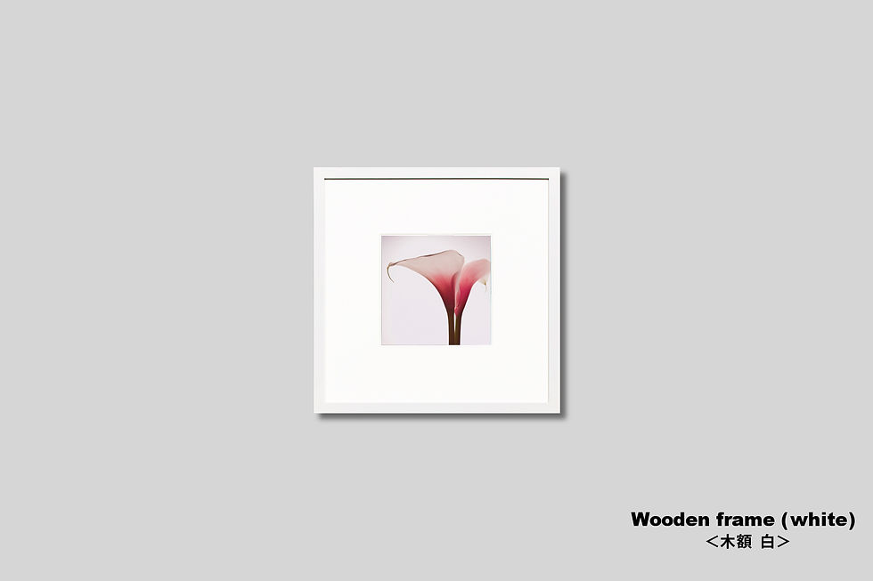 サムネイル： 写真,花,インテリア,カラー,正方形,ピンク,フラワー,インテリアフォト,アート,額入り,額装,オリジナルプリント,アートフレーム,新築祝い,プレゼント,おしゃれ,モダン,壁掛け,壁飾り,装飾