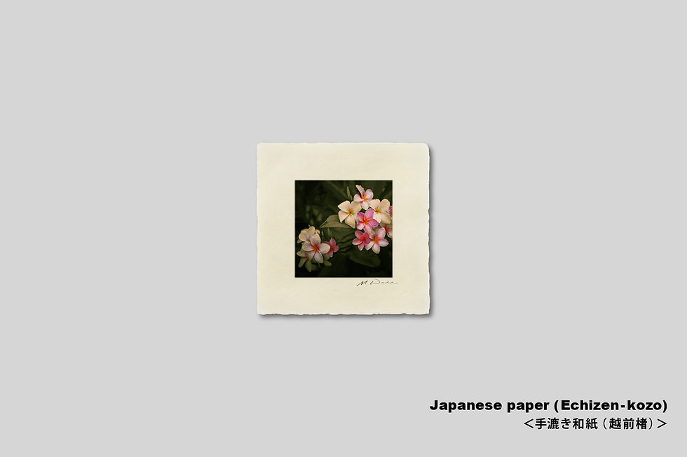 サムネイル： 写真,花,プルメリア,ハワイ,インテリアフォト,おしゃれ,プレゼント,トロピカル,南国,手漉き和紙,和モダン,和室,アート,正方形,額入り,ギャラリー,壁掛け,額装,額縁,写真販売,IGREBOW