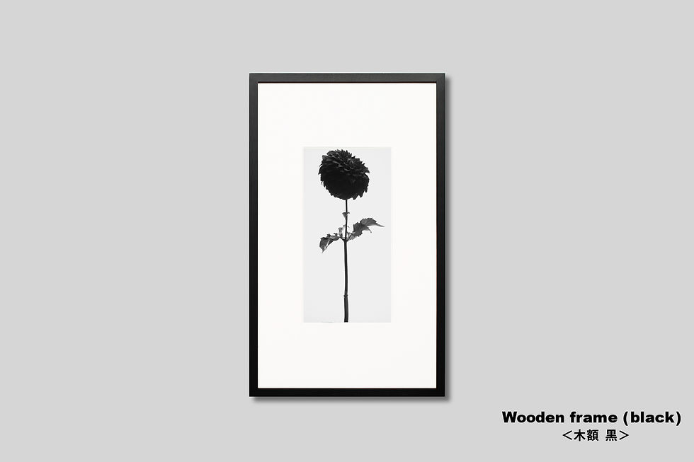 サムネイル： 花の写真,インテリア,ダリア,アートポスター,おしゃれ,モダン,フラワー,インテリアフォト,アート,モノクロ,額入り,プレゼント,額装,オリジナルプリント,壁掛け,壁飾り,装飾