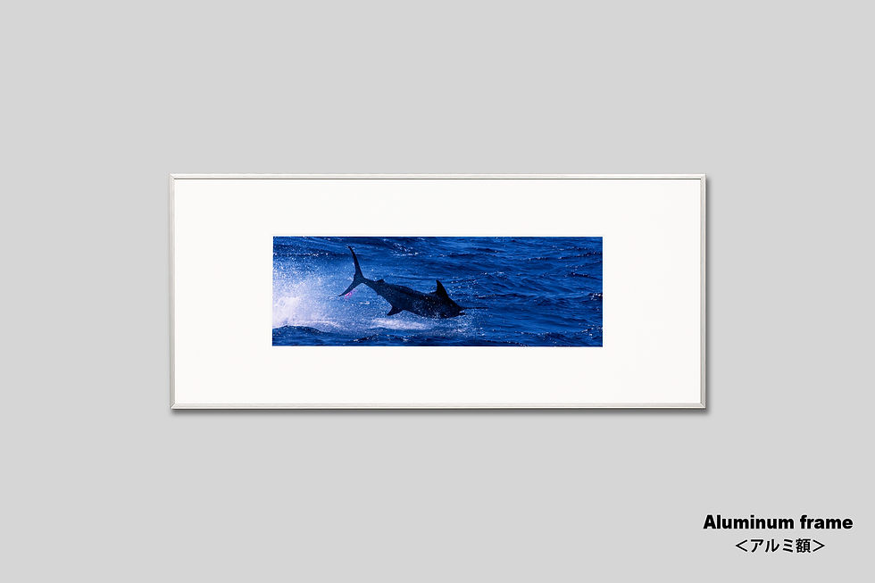 サムネイル： インテリア,写真,海,魚,カジキ,風景,釣り,ジャンプ,インテリアフォト,アート,額入り,額装,オリジナルプリント,横長,アートフレーム,フォトフレーム,壁掛け,壁飾り,装飾,ウォールアート