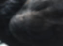 x69_Raven WIng.jpg