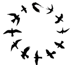 Circling birds different types.png