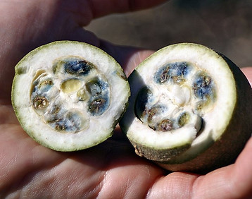 800px-Genipa_americana_L._fruits_(codife